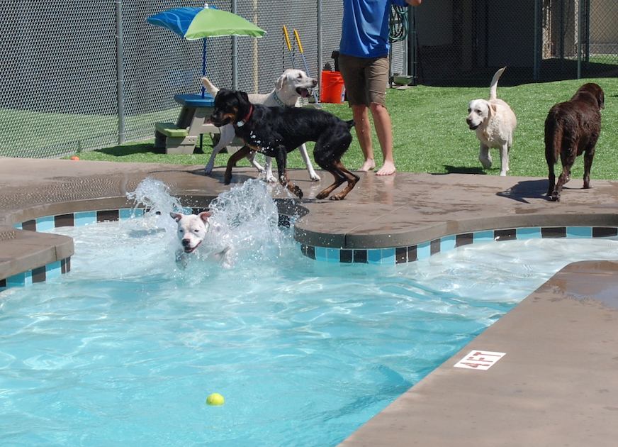 Dogs splashing in Dioji's bone-shaped pool