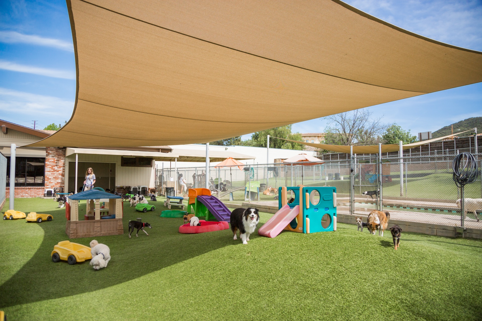 Dogs playing in outdoor yard at Dioji