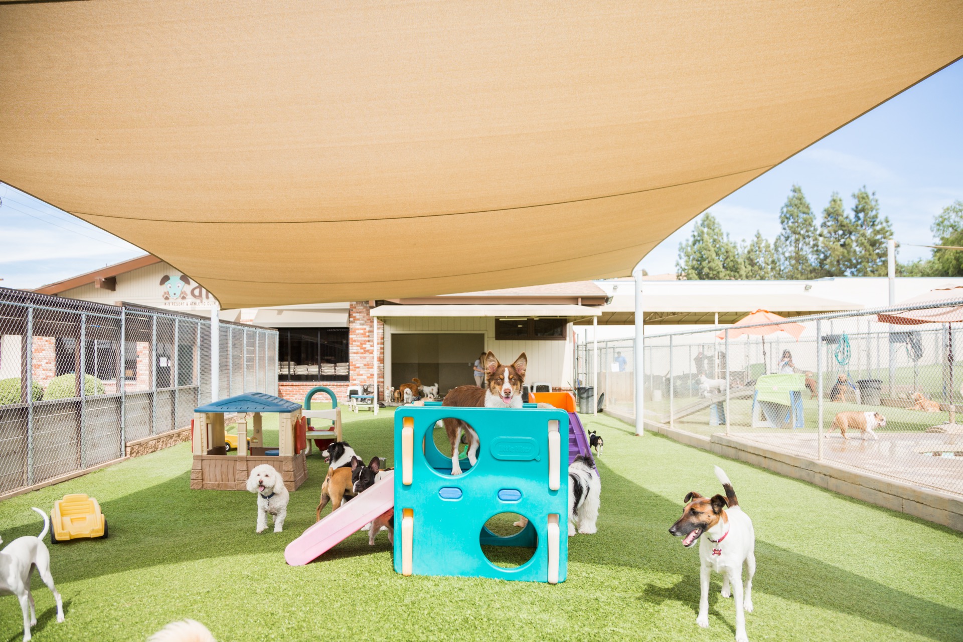 Dogs socializing at Dioji