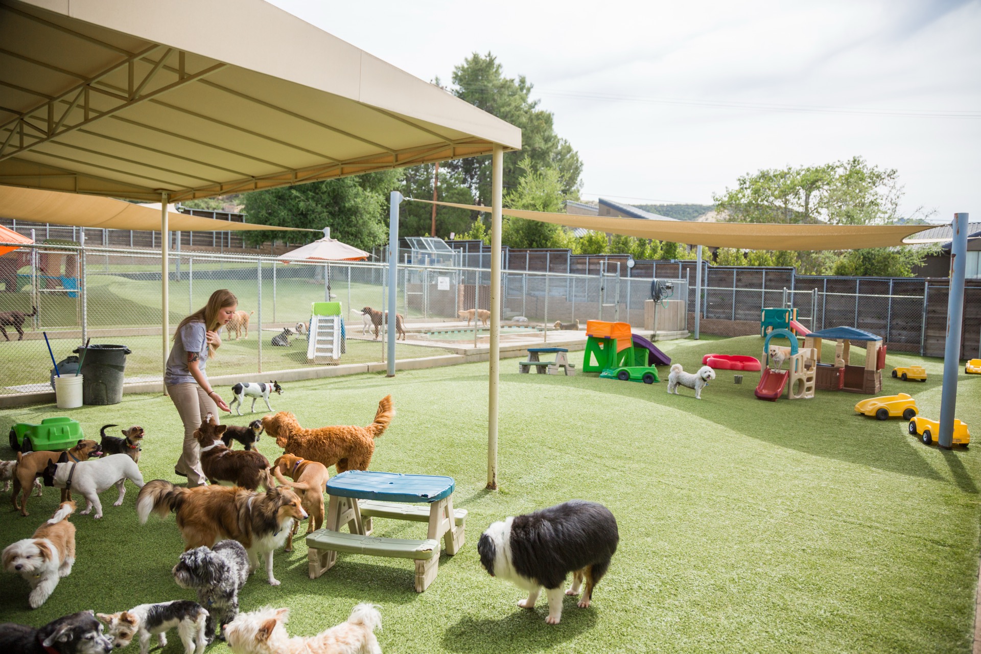 Dogs playing together at Dioji