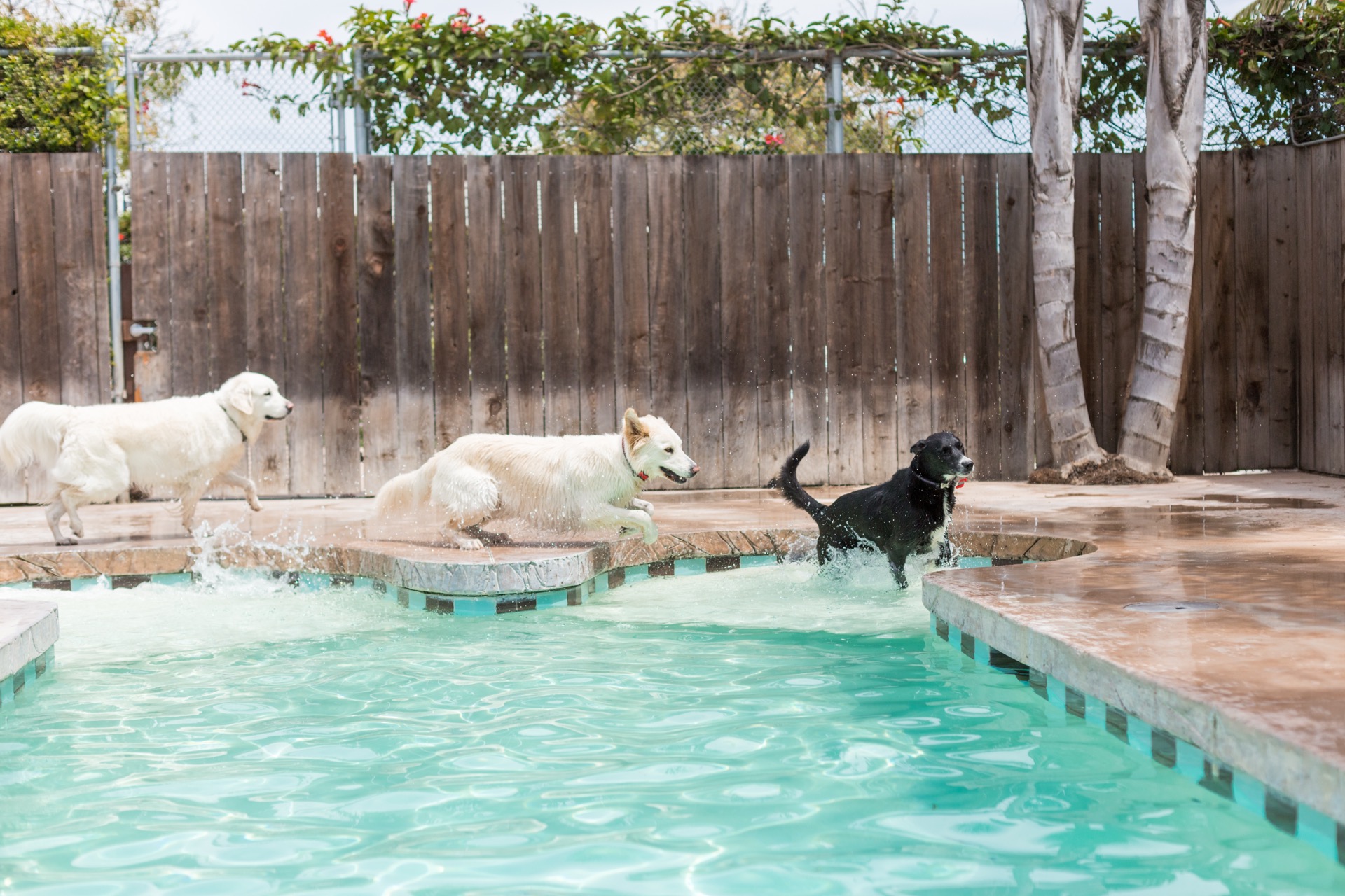 Dogs playing together at Dioji daycare
