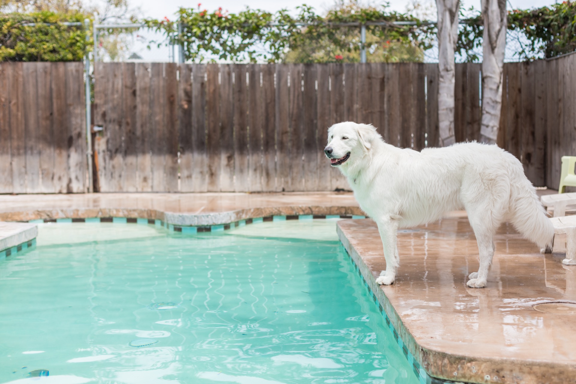 Dogs playing at Dioji Goleta