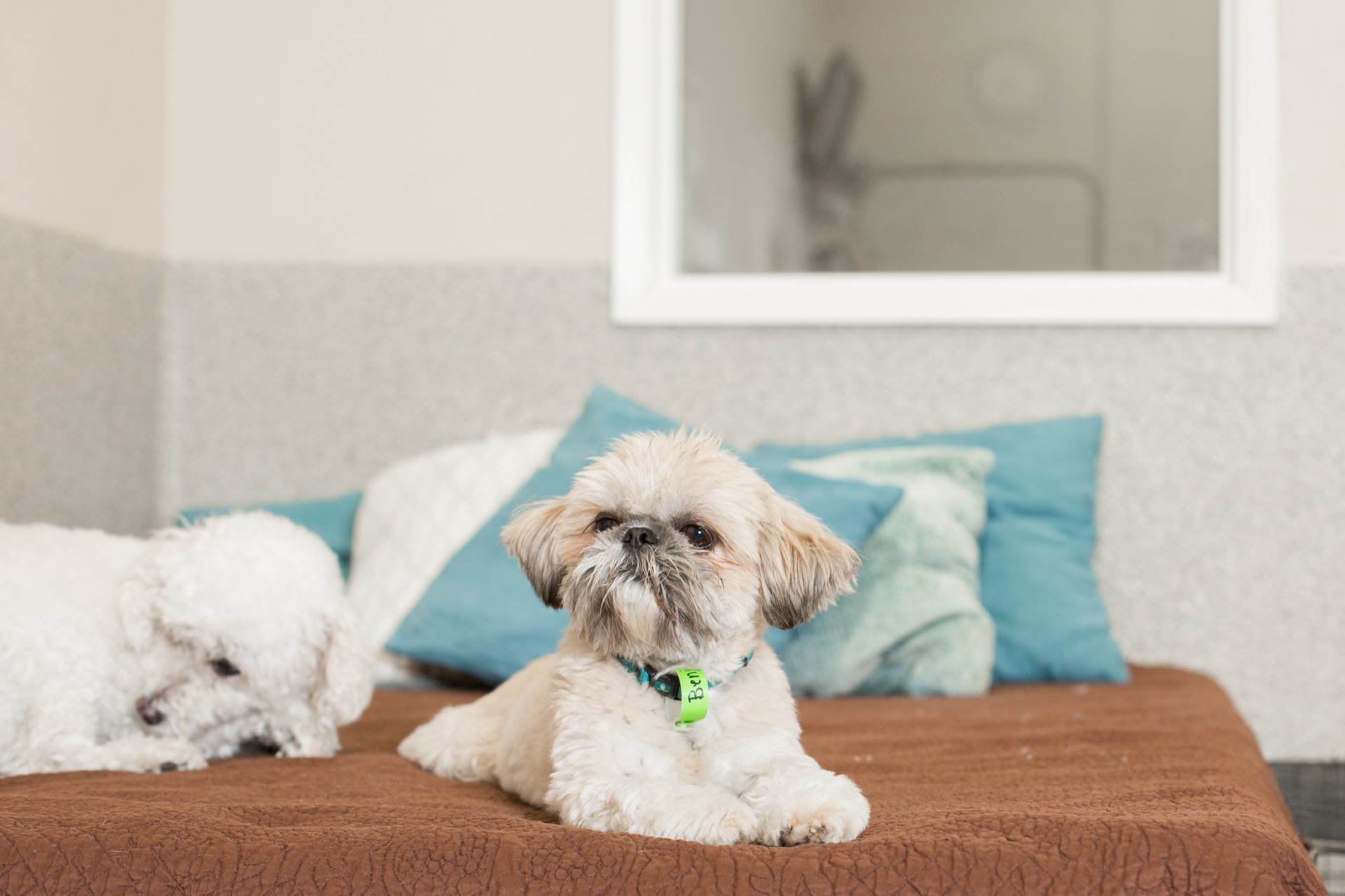 Small dogs resting together in a Dioji Goleta suite
