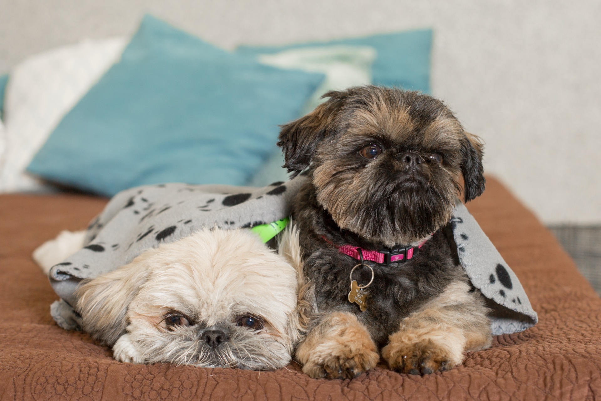 Dogs in private den at Dioji