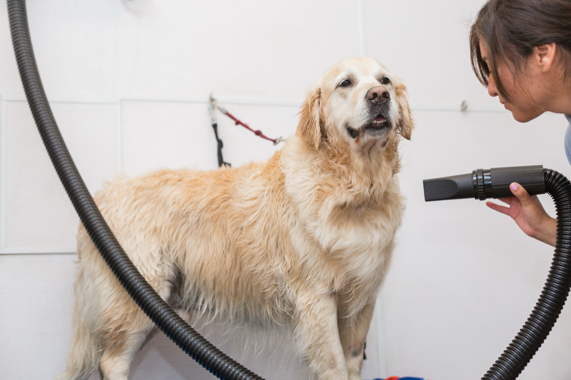 Dog spa services at Dioji
