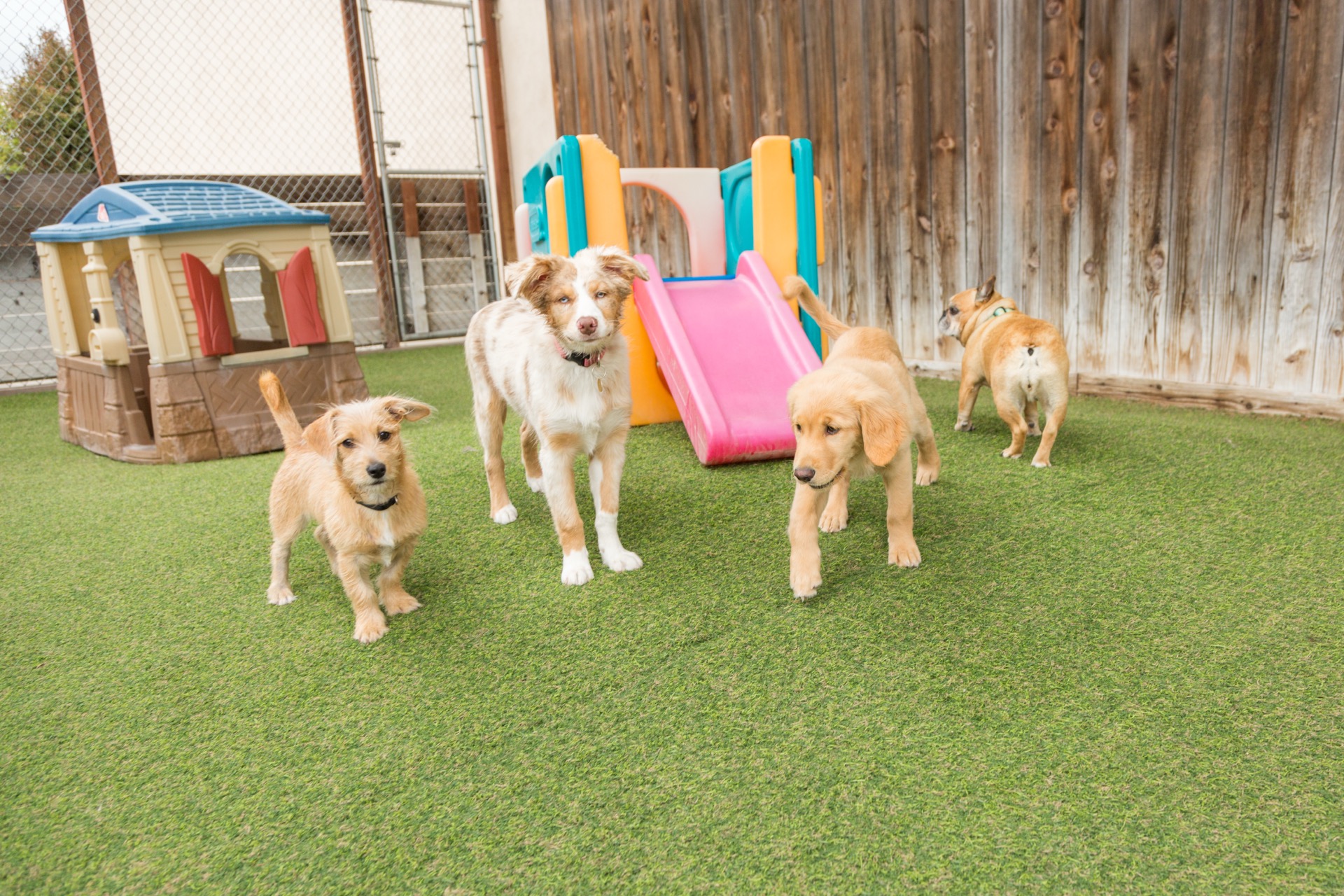 Dioji K-9 supplies and products