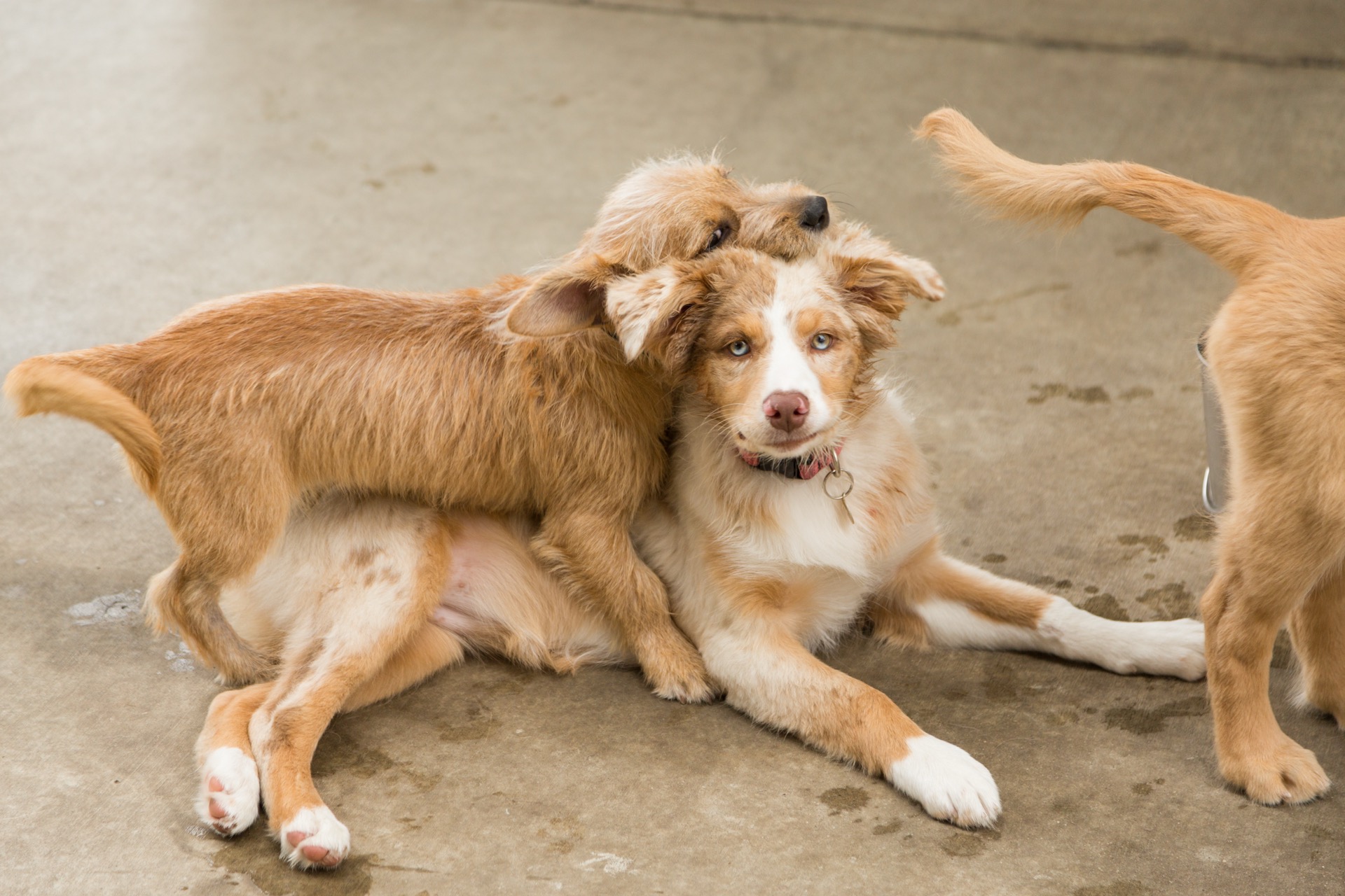 Two dogs playing on the turf at Dioji