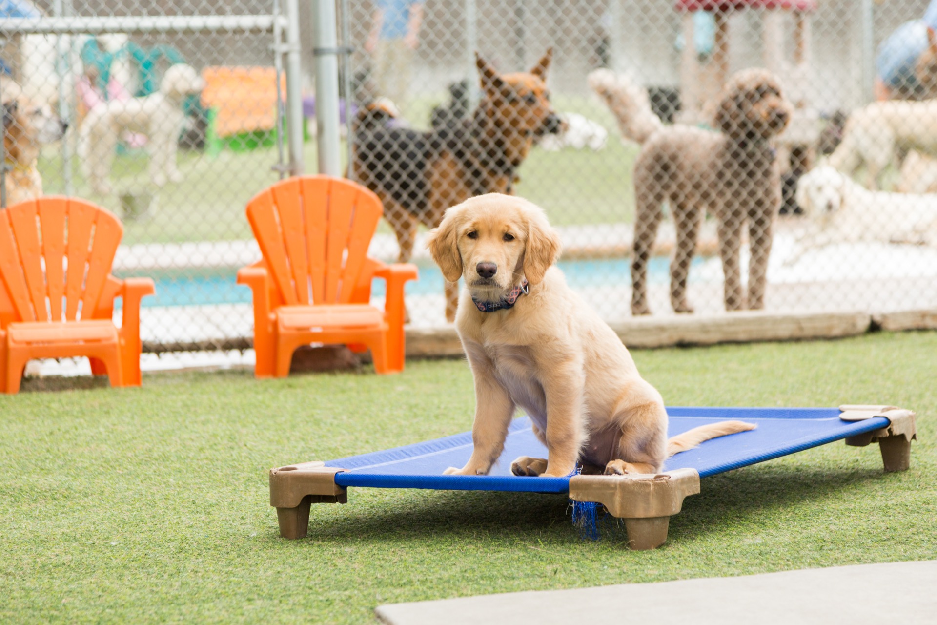 A puppy resting on a raised cot at Dioji